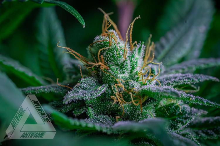 IZI SEEDS - Grandpa Zombie genetics femR. Week 15