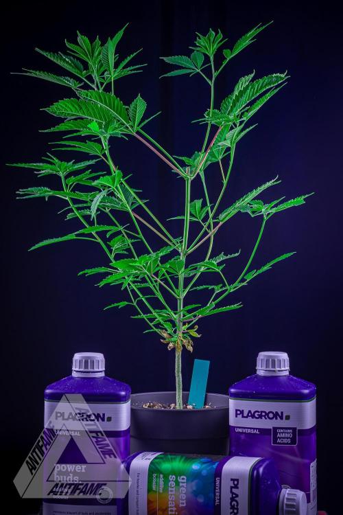 ZAMNESIA - Sticky Broccoli - EGC 2026 T. Week 7