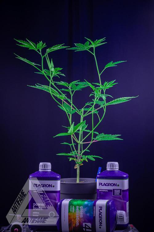 ZAMNESIA - Sticky Broccoli - EGC 2026 B. Week 7