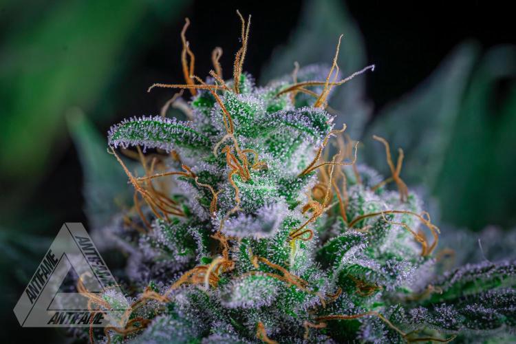 IZI SEEDS - Grandpa Zombie genetics femR. Week 15