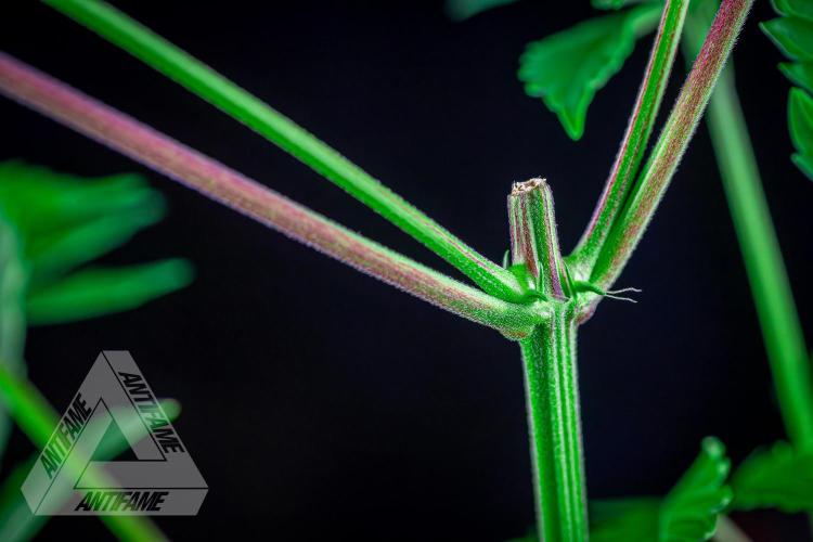 ZAMNESIA - Sticky Broccoli - EGC 2026 T. Week 7