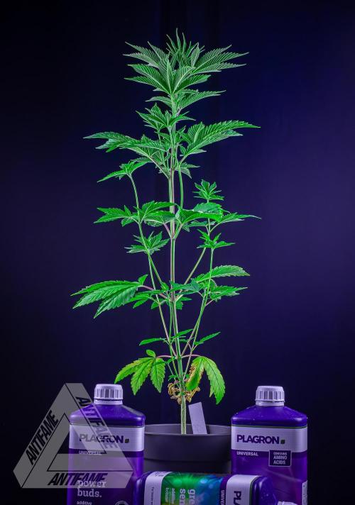 ZAMNESIA - Sticky Broccoli - EGC 2026 W. Week 7