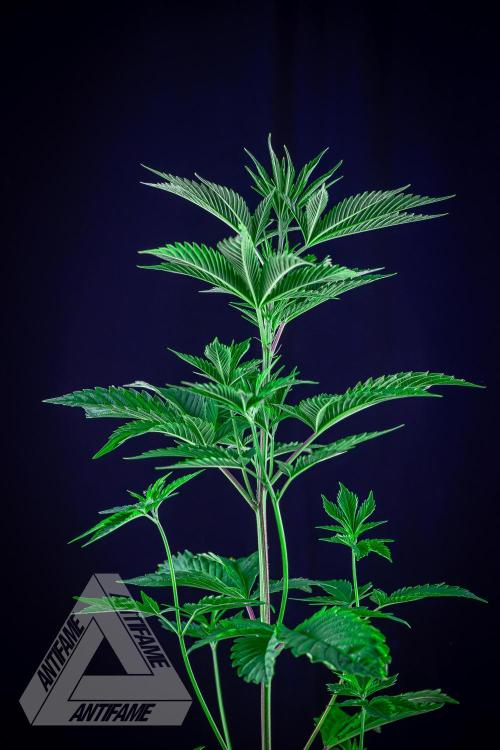 ZAMNESIA - Sticky Broccoli - EGC 2026 W. Week 7