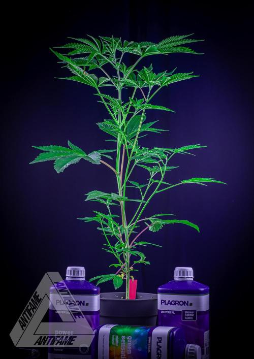 ZAMNESIA - Sticky Broccoli - EGC 2026 R. Week 7