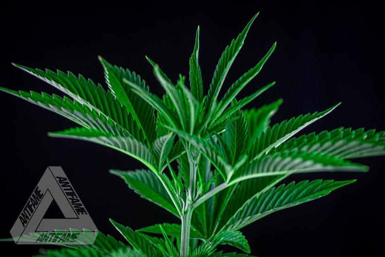 ZAMNESIA - Sticky Broccoli - EGC 2026 W. Week 7