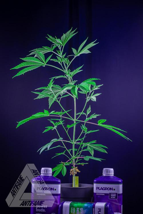 ZAMNESIA - Sticky Broccoli - EGC 2026 Y. Week 7