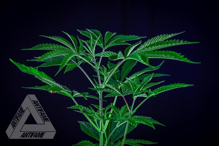 ZAMNESIA - Sticky Broccoli - EGC 2026 R. Week 7