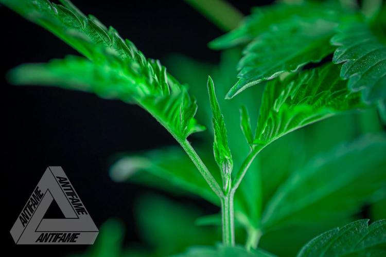ZAMNESIA - Sticky Broccoli - EGC 2026 B. Week 7