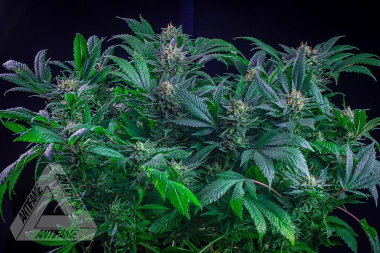 IZI SEEDS - Grandpa Zombie genetics femR. Week 15