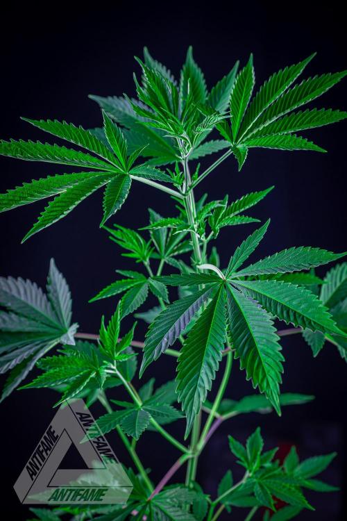 ZAMNESIA - Sticky Broccoli - EGC 2026 Y. Week 7
