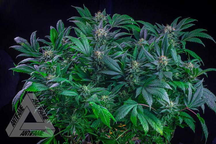 Grandpa Zombie genetics. Week 15