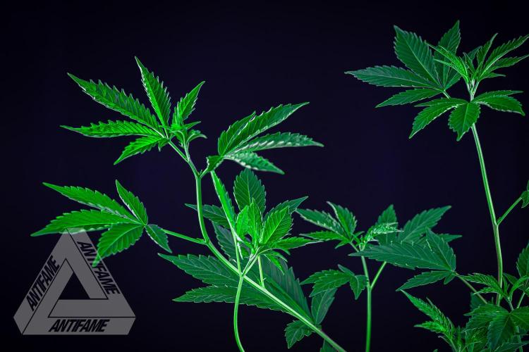 ZAMNESIA - Sticky Broccoli - EGC 2026 B. Week 7