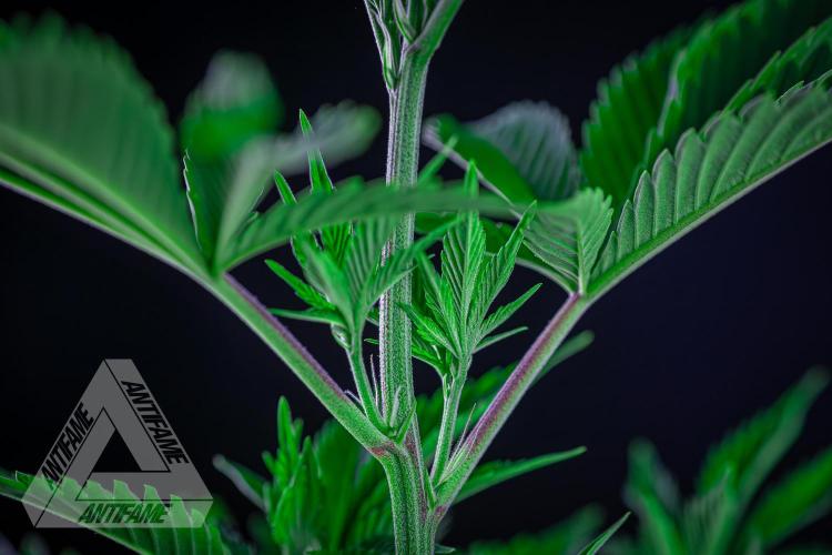 ZAMNESIA - Sticky Broccoli - EGC 2026 W. Week 7