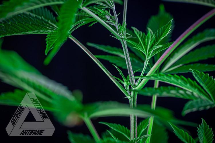 ZAMNESIA - Sticky Broccoli - EGC 2026 R. Week 7