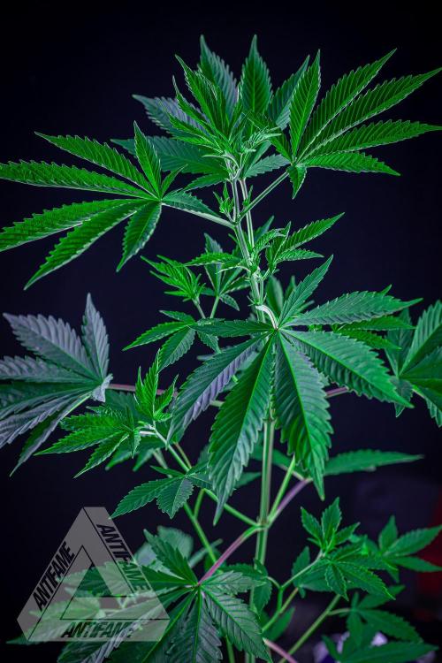 ZAMNESIA - Sticky Broccoli - EGC 2026 Y. Week 7