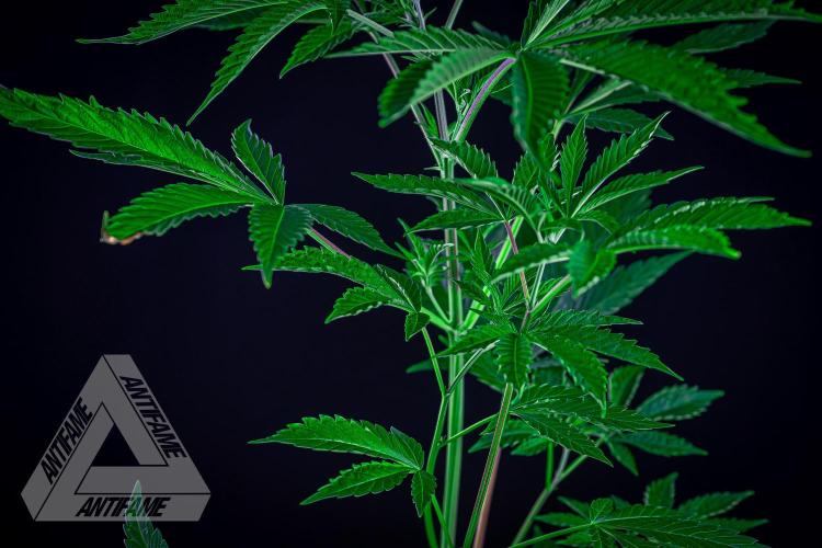 ZAMNESIA - Sticky Broccoli - EGC 2026 R. Week 7