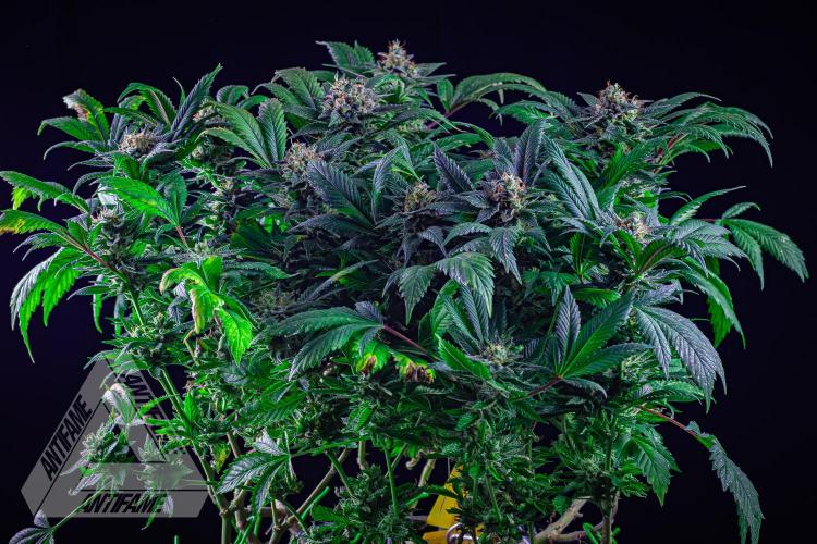 IZI SEEDS - Grandpa Zombie genetics femR. Week 16