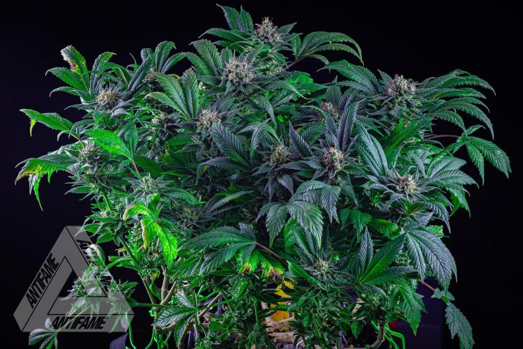 IZI SEEDS - Grandpa Zombie genetics femR. Week 16