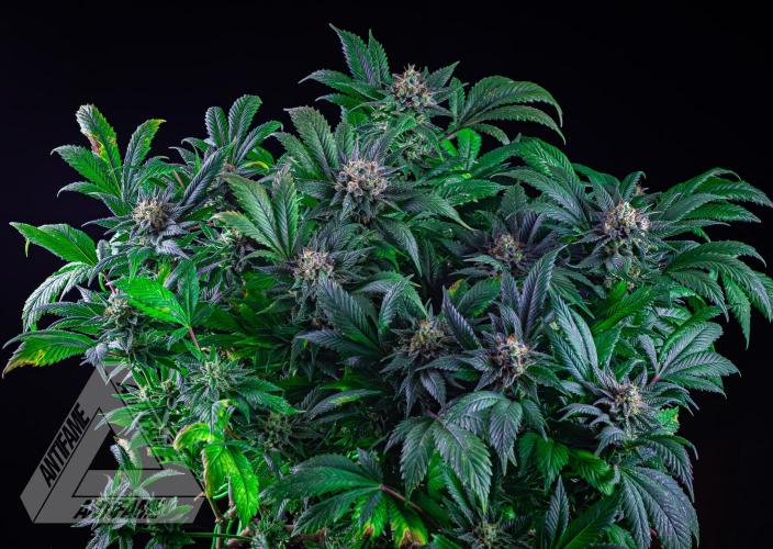 IZI SEEDS - Grandpa Zombie genetics femR. Week 16