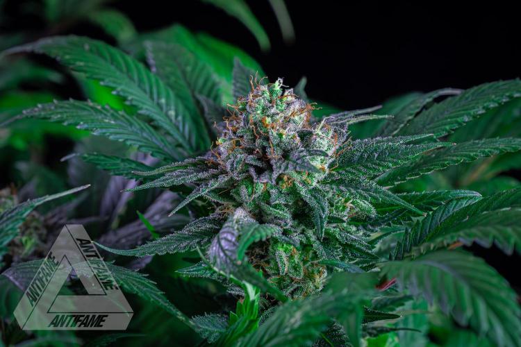 IZI SEEDS - Grandpa Zombie genetics femR. Week 16