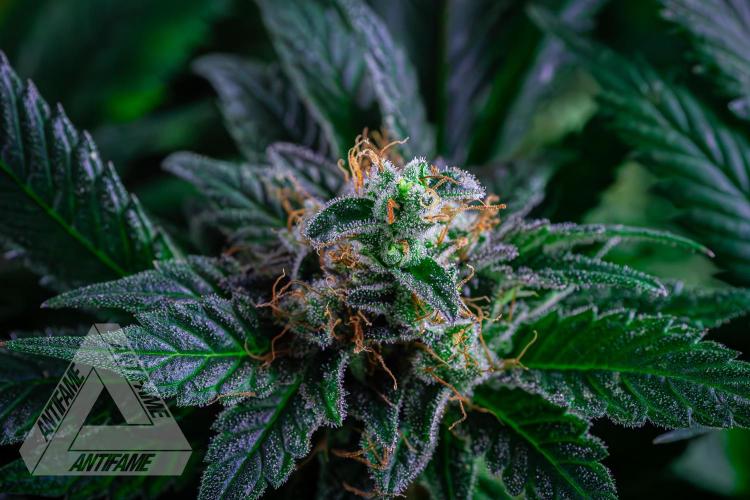 IZI SEEDS - Grandpa Zombie genetics femR. Week 16