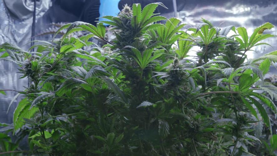 IZI SEEDS - Grandpa Zombie genetics femB