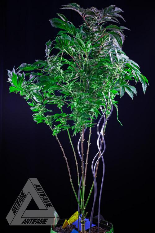 IZI SEEDS - Grandpa Zombie genetics femB. Week 16