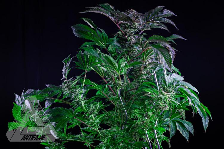 IZI SEEDS - Grandpa Zombie genetics femB. Week 16