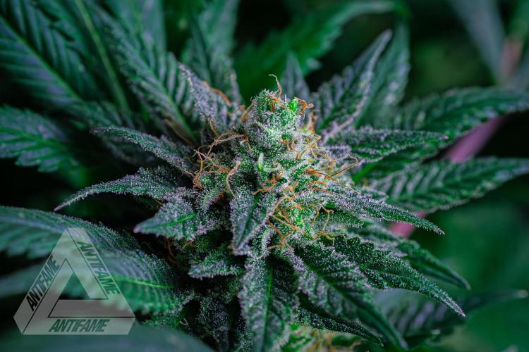 IZI SEEDS - Grandpa Zombie genetics femR. Week 16