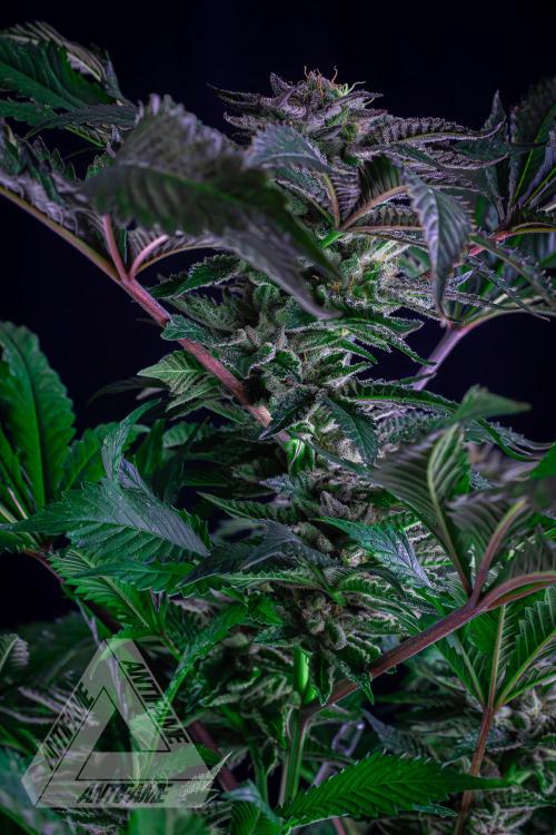 IZI SEEDS - Grandpa Zombie genetics femB. Week 16