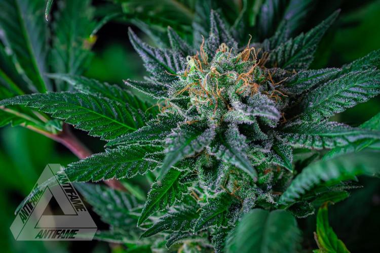IZI SEEDS - Grandpa Zombie genetics femR. Week 16