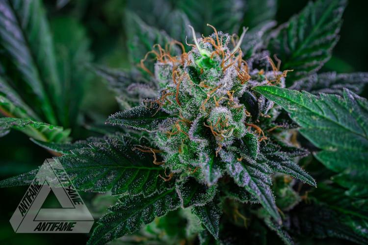 IZI SEEDS - Grandpa Zombie genetics femR. Week 16