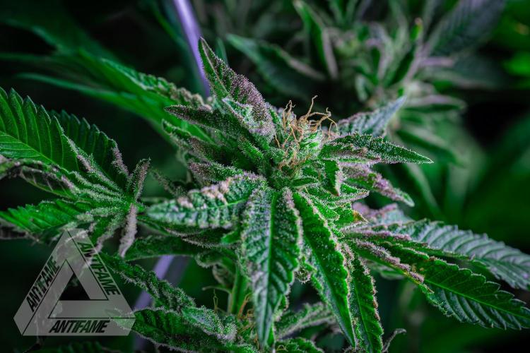 IZI SEEDS - Grandpa Zombie genetics femB. Week 16