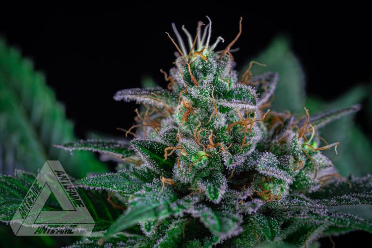 IZI SEEDS - Grandpa Zombie genetics femR. Week 16
