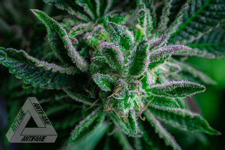 IZI SEEDS - Grandpa Zombie genetics femB. Week 16
