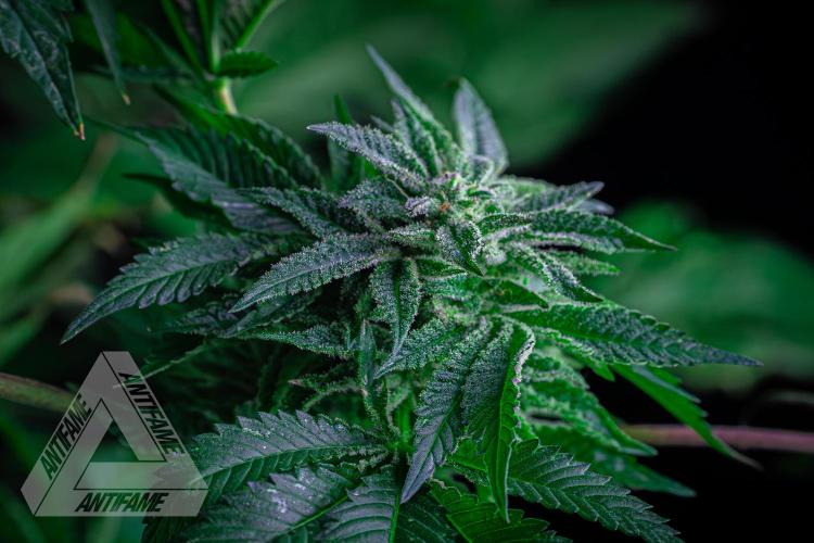 IZI SEEDS - Grandpa Zombie genetics femB. Week 16