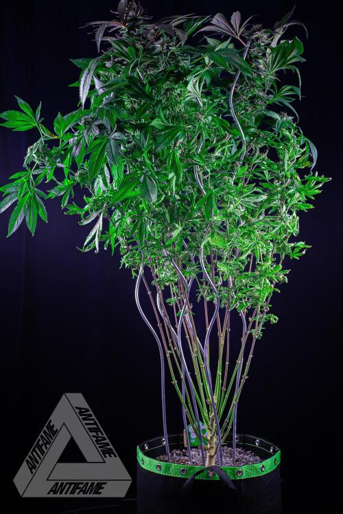 IZI SEEDS - Grandpa Zombie Genetics FemY. Week 16