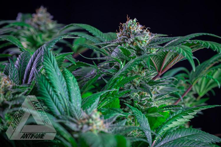 IZI SEEDS - Grandpa Zombie genetics femR. Week 16