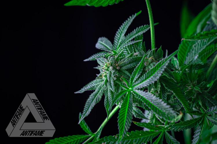 IZI SEEDS - Grandpa Zombie Genetics FemY. Week 16