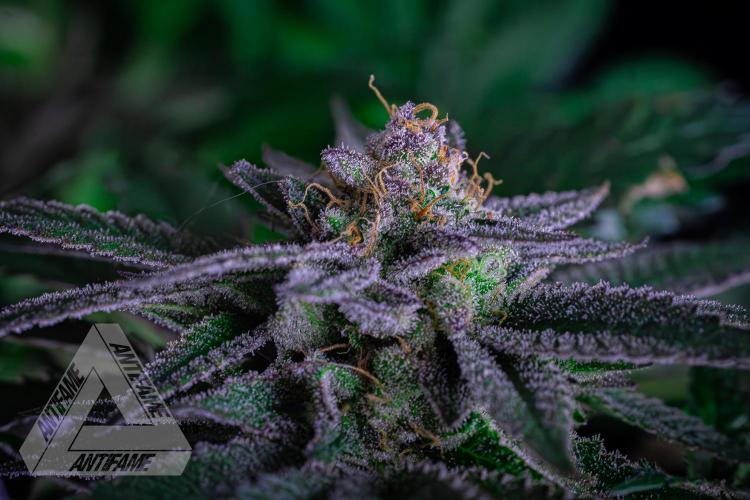 IZI SEEDS - Grandpa Zombie genetics femB. Week 16