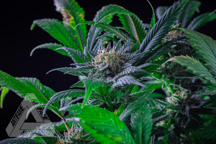 IZI SEEDS - Grandpa Zombie genetics femR. Week 16