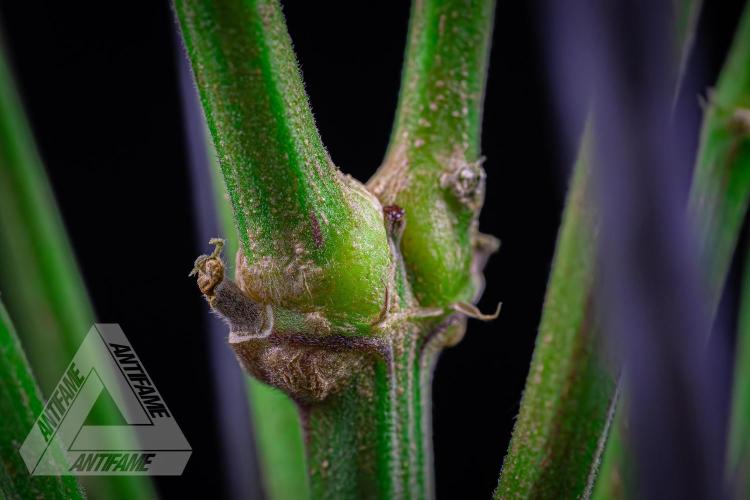 IZI SEEDS - Grandpa Zombie Genetics FemY. Week 16