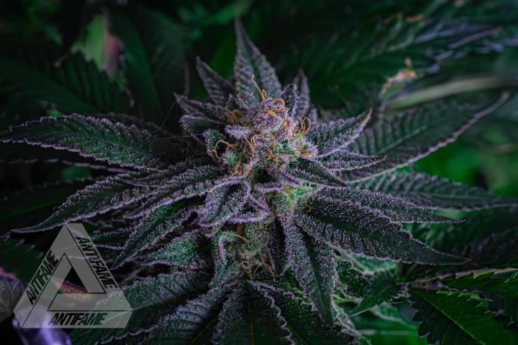 IZI SEEDS - Grandpa Zombie genetics femB. Week 16