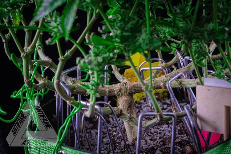 IZI SEEDS - Grandpa Zombie genetics femR. Week 16