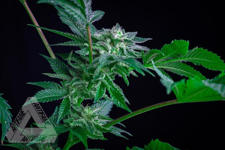 IZI SEEDS - Grandpa Zombie genetics femB. Week 16
