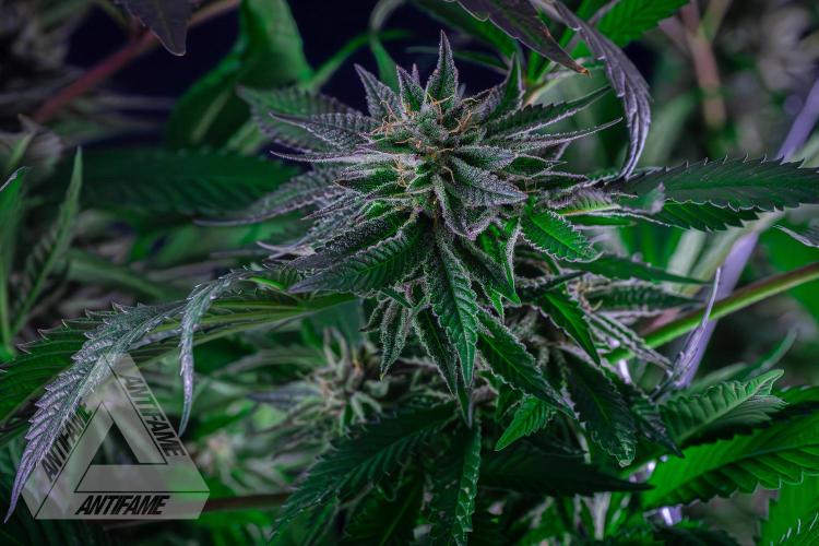 IZI SEEDS - Grandpa Zombie Genetics FemY. Week 16