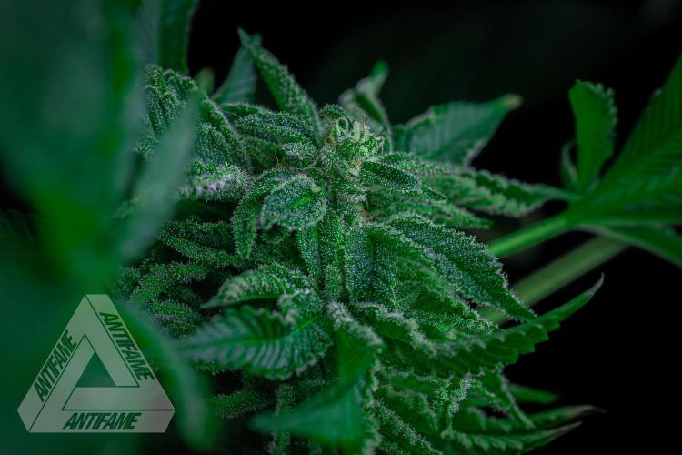 IZI SEEDS - Grandpa Zombie genetics femB. Week 16