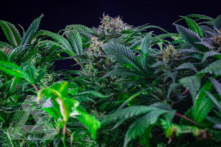 IZI SEEDS - Grandpa Zombie genetics femR. Week 16
