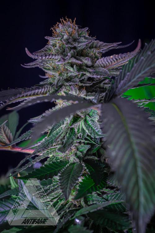 IZI SEEDS - Grandpa Zombie Genetics FemY. Week 16