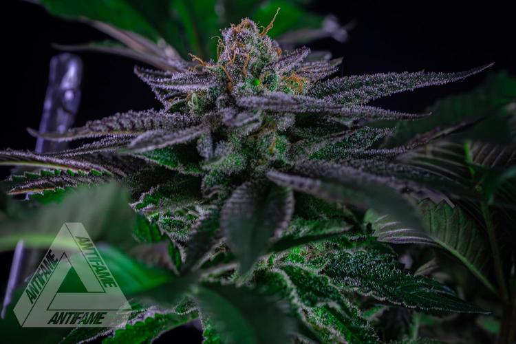 IZI SEEDS - Grandpa Zombie genetics femB. Week 16
